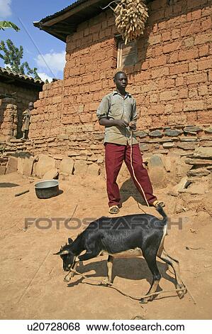 burundi boy goat gitera africa sub saharan View Large Photo Image Stock Photo - burundi boy goat gitera africa sub saharan . Fotosearch