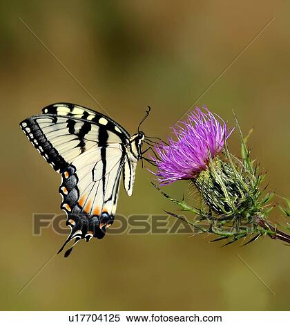 Stock Photography -  butterfly eastern tiger papilio glaucus field. Fotosearch