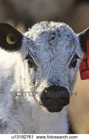 car retro nature vintage newborn calf canada cow View Large Photo Image Stock Image - car retro nature vintage newborn calf canada cow. Fotosearch