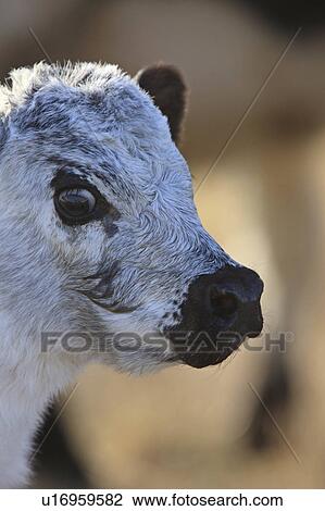 Stock Image -  car retro nature vintage newborn calf canada cow. Fotosearch