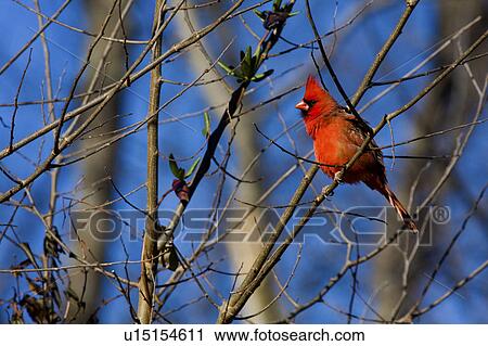 cardinal northern cardinalis clear brook animals View Large Photo Image Stock Image - cardinal northern cardinalis clear brook animals. Fotosearch