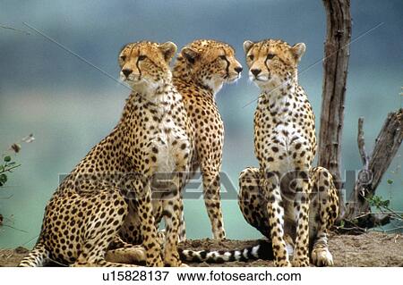 Stock Photo -  cat cheetahs in kenya africa 3 animals acinonyx. Fotosearch