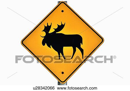 caution sign warning motorsts of moose in area View Large Photo Image Stock Photograph - caution sign warning motorsts of moose in area. Fotosearch
