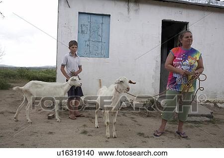 Stock Image -  child children brazil goat rearing project . Fotosearch