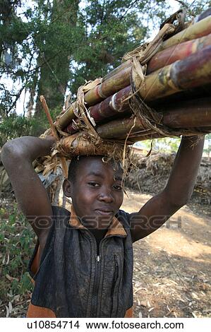 child children burundi boy ccarrying sugar cane View Large Photo Image Picture - child children burundi boy ccarrying sugar cane . Fotosearch