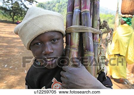 child children burundi boy ccarrying sugar cane View Large Photo Image Stock Photography - child children burundi boy ccarrying sugar cane . Fotosearch