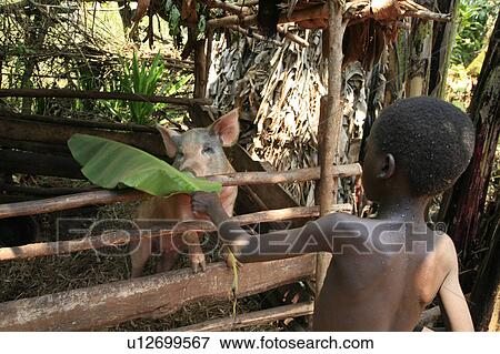 Stock Photo -  child children burundi boy feeding pig giitera . Fotosearch