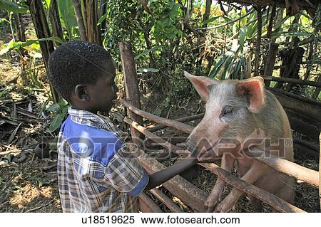 child children burundi boy pig gitera africa sub View Large Photo Image Stock Photography - child children burundi boy pig gitera africa sub . Fotosearch