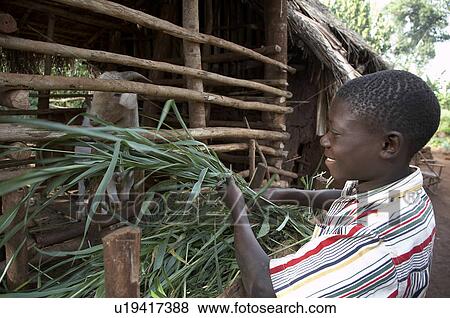Stock Photo -  child children home uganda betty gitto four sons . Fotosearch