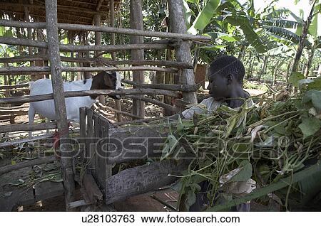 Stock Image -  children uganda 4acre farm sylvester sewanyana . Fotosearch
