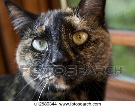 Picture -  chocolate describes coat coloring found in cats. Fotosearch