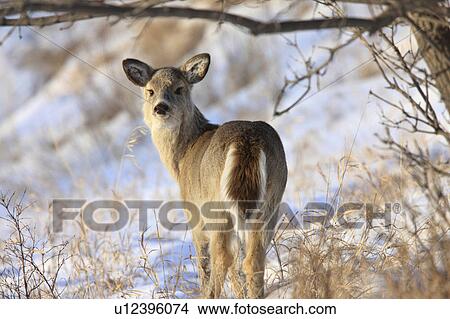 christmas nature winter deer in canada snow ice View Large Photo Image Picture - christmas nature winter deer in canada snow ice. Fotosearch