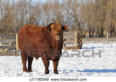 Stock Photo -  close up full body portrait young bull standing. Fotosearch