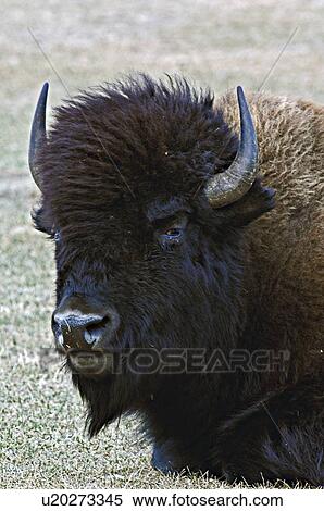 Stock Photography -  close up portrait bull bison laying down looking. Fotosearch