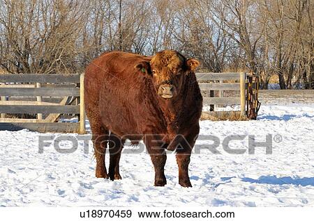 close up portrait young bull standing in snow View Large Photo Image Stock Photo - close up portrait young bull standing in snow. Fotosearch
