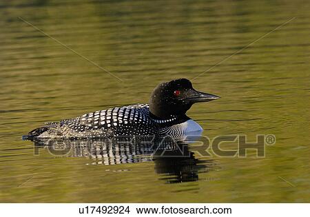 common loon swimming in some warm light pond View Large Photo Image Picture - common loon swimming in some warm light pond. Fotosearch