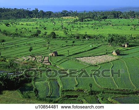 communal rice fields in area around some View Large Photo Image Stock Image - communal rice fields in area around some. Fotosearch