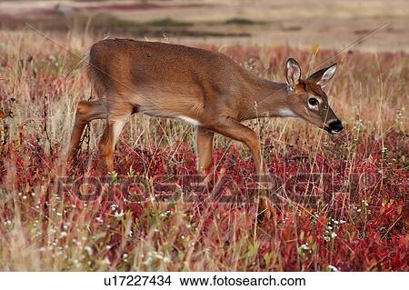 Picture -  deer odocoileus shenandoah national park big. Fotosearch
