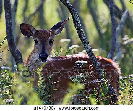 Stock Photo -  deer odocoileus shenandoah national park big. Fotosearch