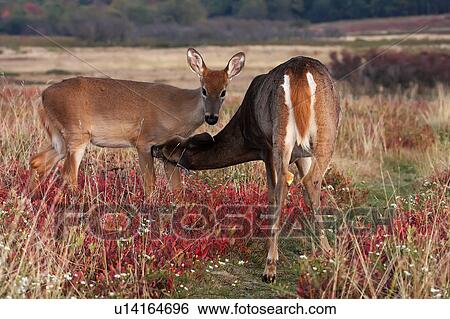 Stock Photograph -  deer odocoileus shenandoah national park big. Fotosearch