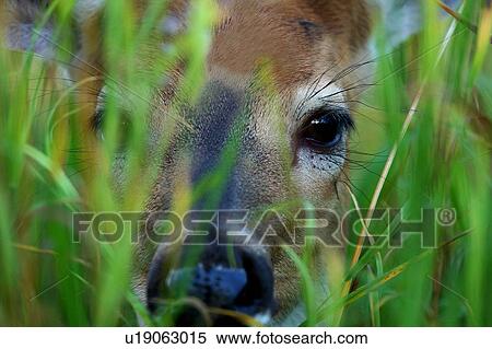 Stock Photography -  deer odocoileus shenandoah national park big. Fotosearch