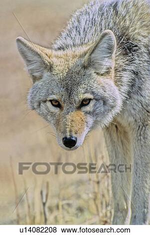 Stock Photo -  dog nature close up summertime portrait wild low. Fotosearch
