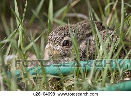 easter small bush rabbit in garden canada bunny View Large Photo Image Stock Photo - easter small bush rabbit in garden canada bunny. Fotosearch