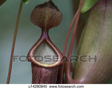 families bestknown largest groups pitcher plants View Large Photo Image Stock Photography - families bestknown largest groups pitcher plants. Fotosearch