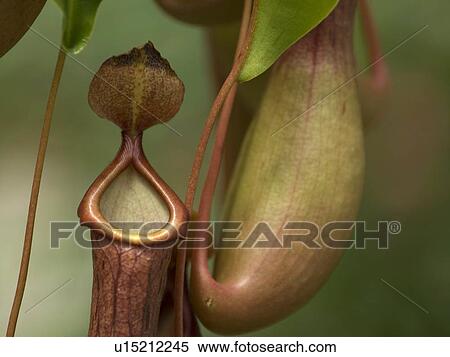 families bestknown largest groups pitcher plants View Large Photo Image Stock Photography - families bestknown largest groups pitcher plants. Fotosearch