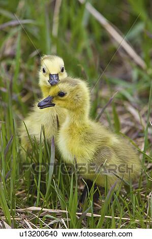 family baby spring nature geese goslings in cute View Large Photo Image Stock Image - family baby spring nature geese goslings in cute. Fotosearch
