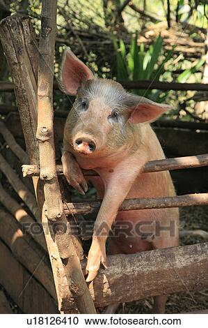 Stock Image -  family burund pig kept gitera burundi africa sub . Fotosearch