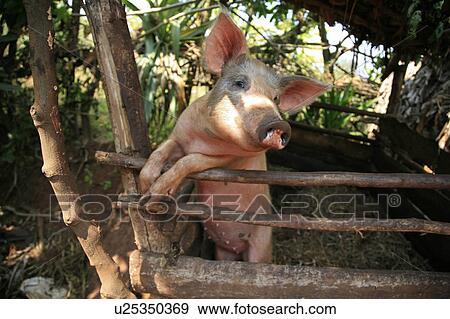Stock Photo -  family burundi pig kept gitera africa sub . Fotosearch