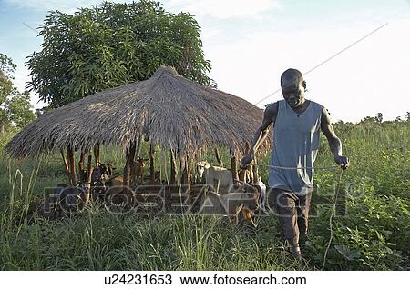 family south sudan early morning scene yei goats View Large Photo Image Stock Image - family south sudan early morning scene yei goats . Fotosearch