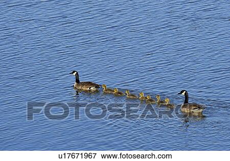 family water nature shot canada geese swimming View Large Photo Image Stock Photo - family water nature shot canada geese swimming. Fotosearch