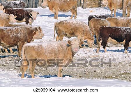 Picture -  family winter horozontal image herd farm cows . Fotosearch