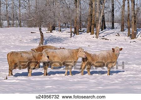 family winter horozontal image herd farm cows View Large Photo Image Stock Image - family winter horozontal image herd farm cows . Fotosearch