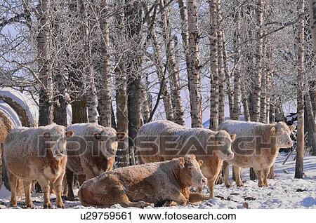 Stock Image -  family winter horozontal image herd curious farm. Fotosearch