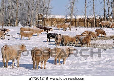 Stock Photo -  family winter horozontal image herd farm cows . Fotosearch