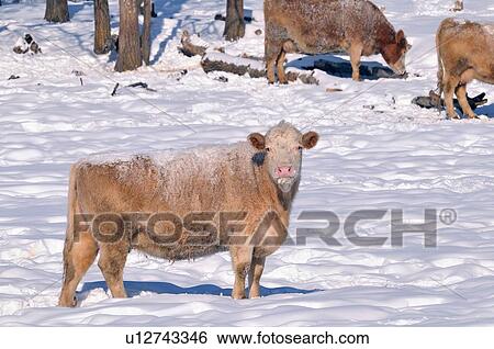 Stock Photograph -  family winter horozontal image herd farm cows . Fotosearch