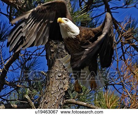 fish bald eagle haliaeetus blackwater national View Large Photo Image Stock Photo - fish bald eagle haliaeetus blackwater national. Fotosearch
