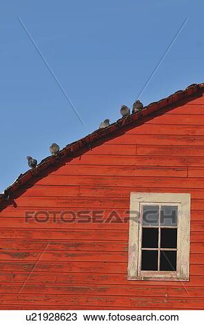 Stock Image -  flock pigeon birds perched red barn roof clear. Fotosearch