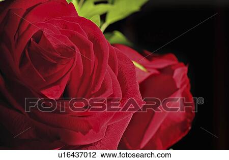 Stock Image -  flower background love rose close up image. Fotosearch