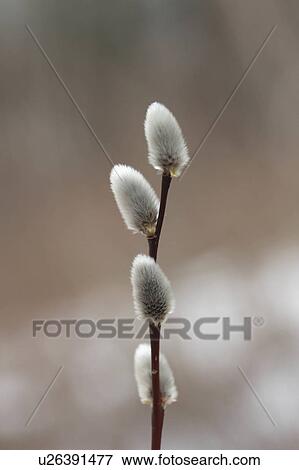 flower easter spring nature floral pussy willow View Large Photo Image Stock Photo - flower easter spring nature floral pussy willow. Fotosearch