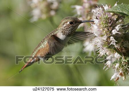 flower female rufous feeding horsemint oregon View Large Photo Image Stock Photography - flower female rufous feeding horsemint oregon . Fotosearch