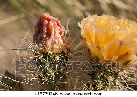 flower floral cactus wildflower prickly pear View Large Photo Image Stock Photograph - flower floral cactus wildflower prickly pear. Fotosearch