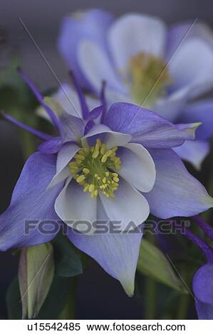 flower floral columbine blue perennial colorado View Large Photo Image Stock Photography - flower floral columbine blue perennial colorado. Fotosearch