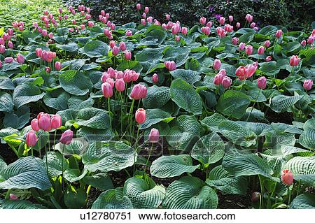 Stock Image -  flower floral efteling largest theme park north. Fotosearch