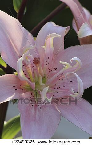 flower floral elodie lily double ing asiatic View Large Photo Image Stock Photography - flower floral elodie lily double ing asiatic. Fotosearch