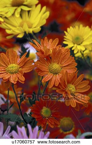 flower korean asteraceae new york botanical mums View Large Photo Image Stock Photo - flower korean asteraceae new york botanical mums. Fotosearch