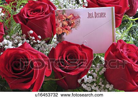 flower love rose floral beauty close up image View Large Photo Image Stock Image - flower love rose floral beauty close up image. Fotosearch